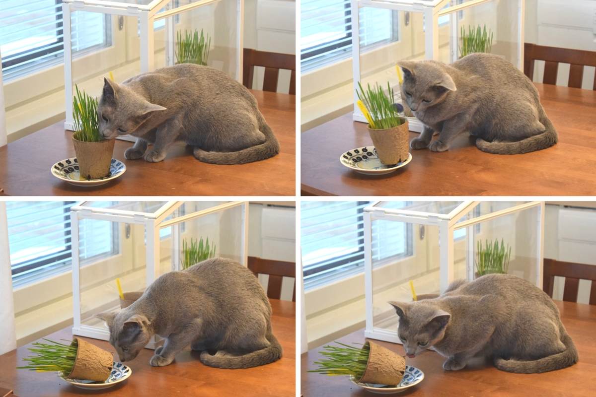 Kissa syö kissanruohoa.