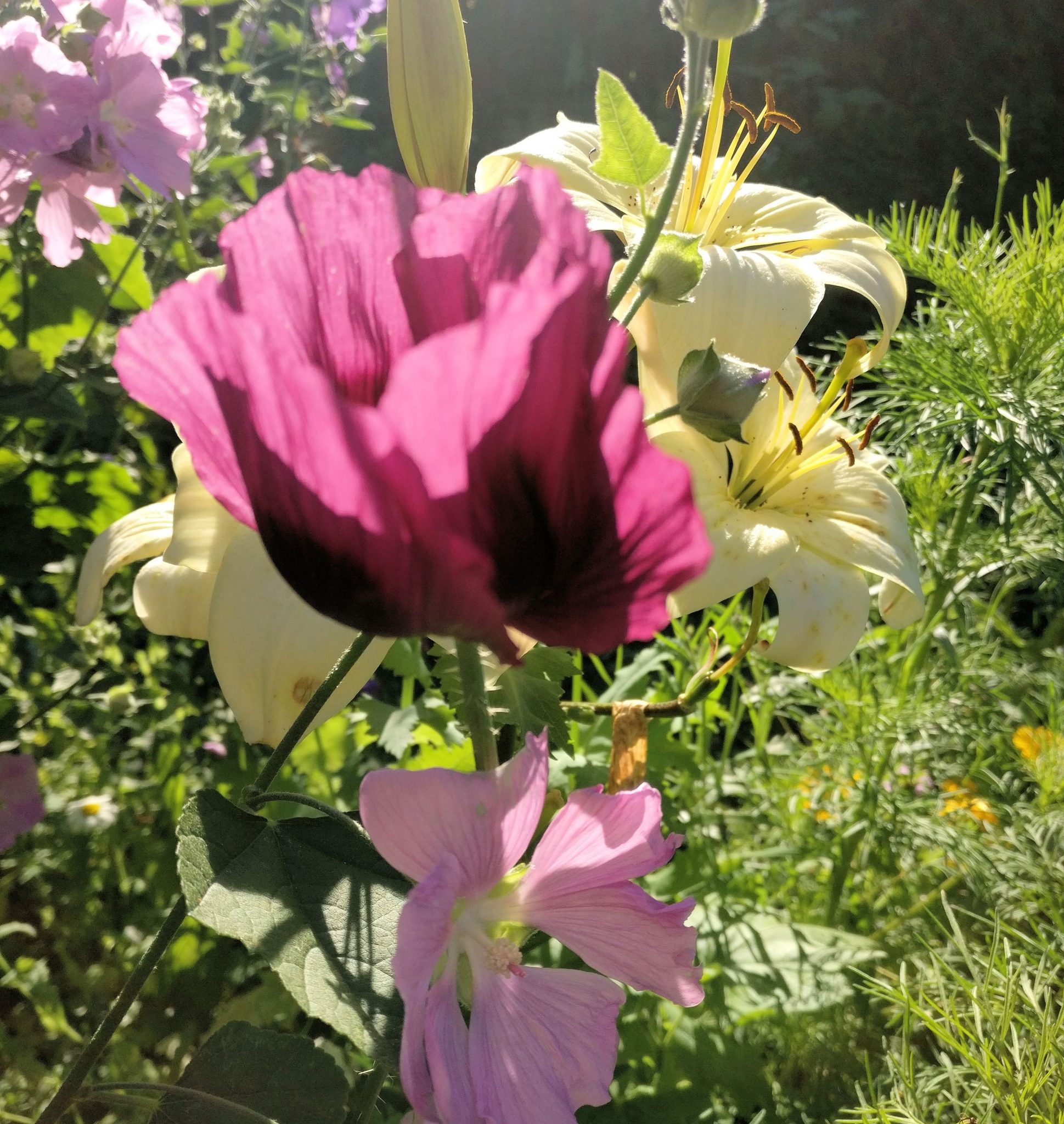 Kaunis kesäinen kukkakuva: pioniunikko, lilja ja harmaamalvikki.