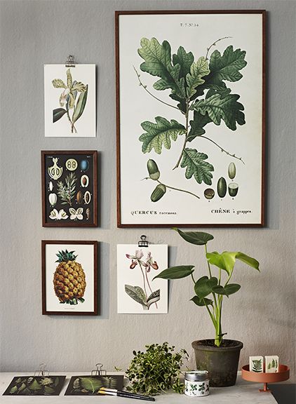 Tammi juliste ja muita pieniä kasvijulisteita seinällä