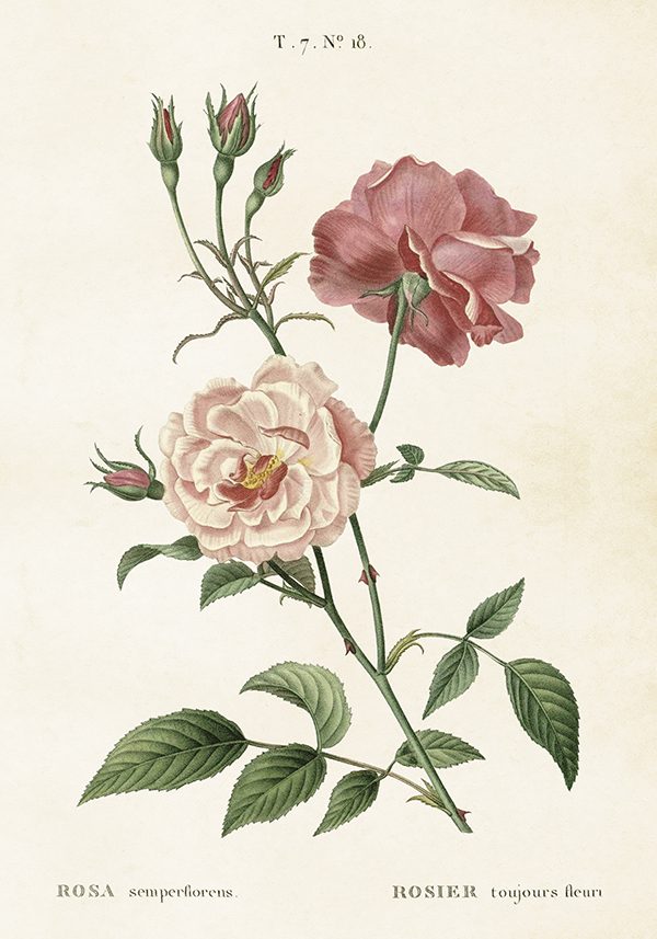 Sköna Ting vintage juliste ruusu