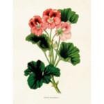 Kasvitaulu Pelargoni (roseum striatum) 18 x 24 cm, Sköna Ting on lisätty toivelistallesi