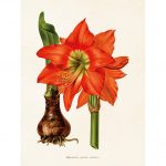 Kasvitaulu Amaryllis 18 x 24 cm, Sköna Ting on lisätty toivelistallesi