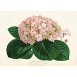 Kasvitaulu juliste Hortensia 70 x 50 cm, Sköna Ting on lisätty toivelistallesi