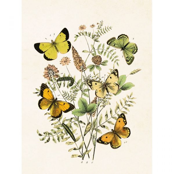 Perhosaiheinen juliste keltaisia ja vihreitä perhosia