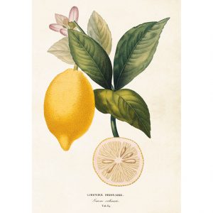 opetustaulu juliste sitruuna limonier