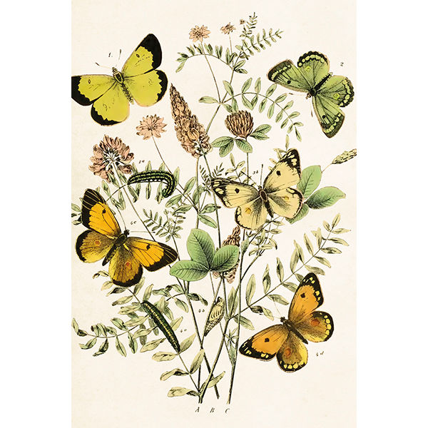 keltaisia piirrettyjä perhosia postikortissa