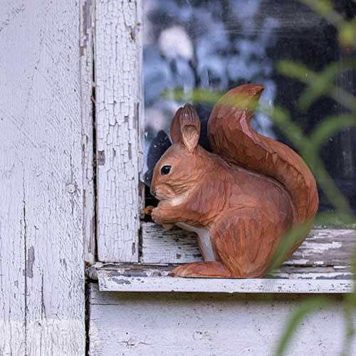 Pieni orava koriste ikkunalaudalla