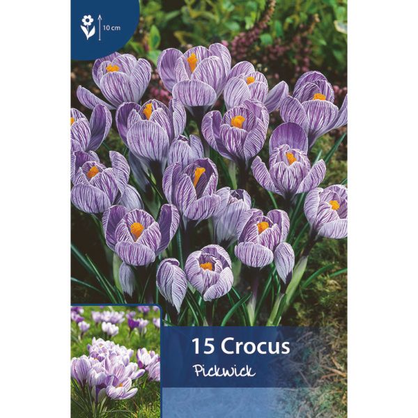 Krookus pickwickin kukkia, joissa valkopohjaiset terälehdet violeteilla yksityiskohdilla muodostavat kuppimaisen kukan